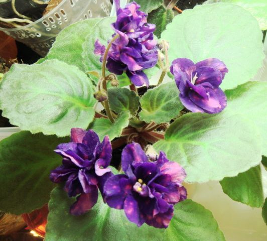 DSC05904.JPG