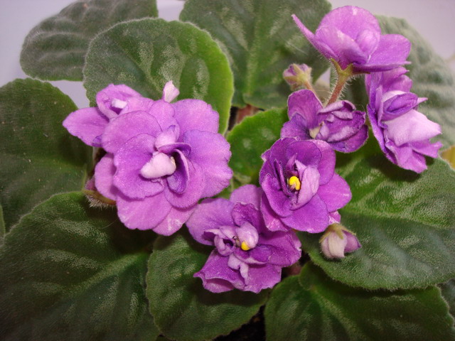DSC02550_resize.JPG