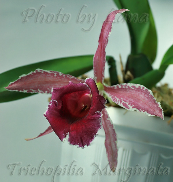 TrichopiliaMarginata.jpg
