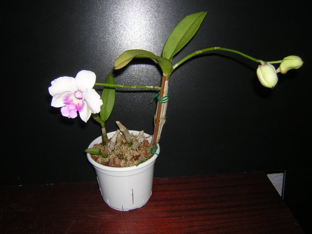 DSCN3983.jpg