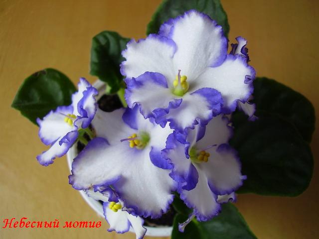 P4120036_resize.JPG