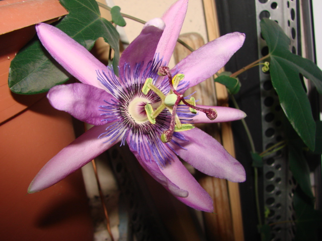 DSC04943.JPG