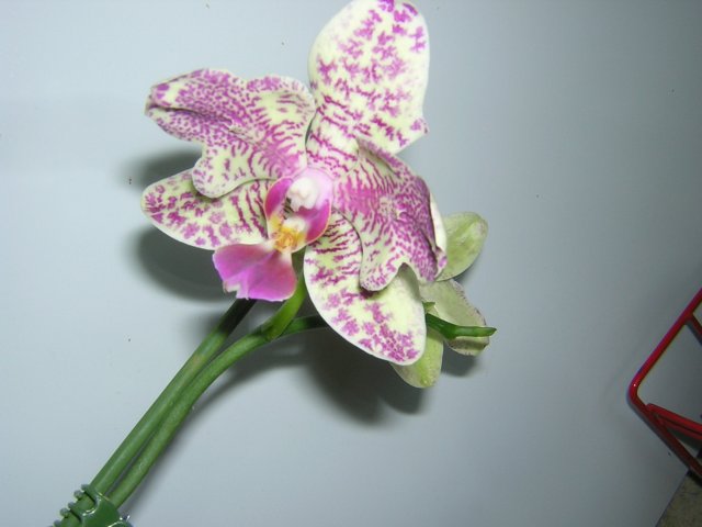 DSCN4023.jpg