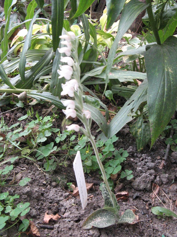goodyera 1.JPG