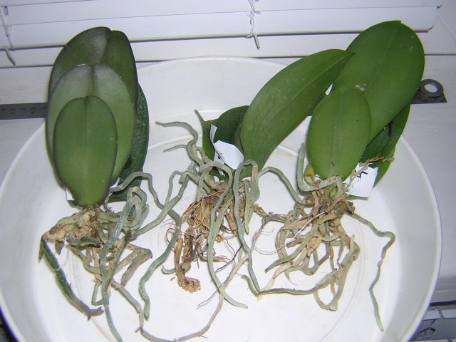 DSCN4051.jpg