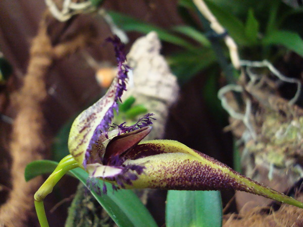 DSC03100  11.jpg