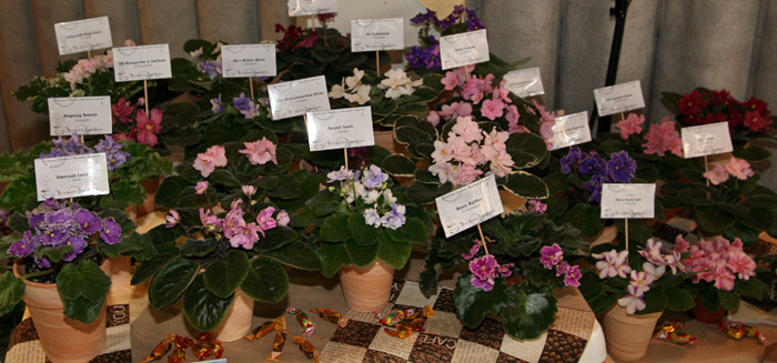 V1009001.jpg