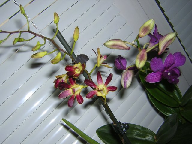 DSCN4082.jpg
