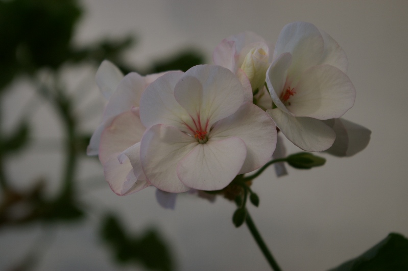 IMGP0018.JPG