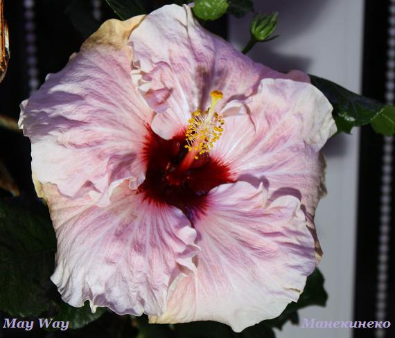 May Way 71009.jpg
