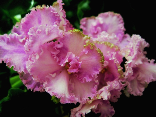 Rosie Ruffle