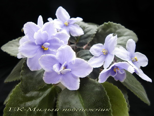 IMGP1242.jpg