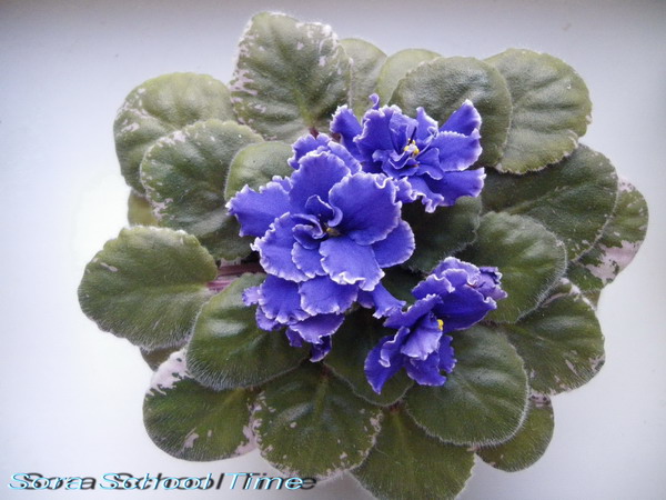 IMGP1355.jpg
