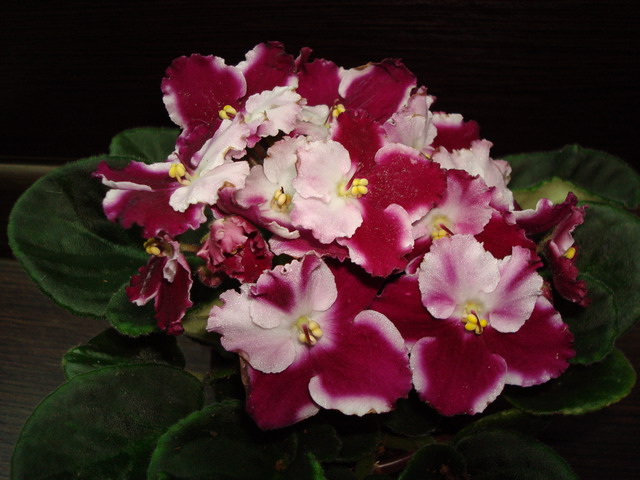 DSC02672_resize.JPG