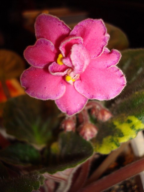 DSC02668_resize.jpg
