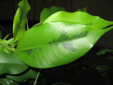 2(Ficus benjamina "" Реждинальд