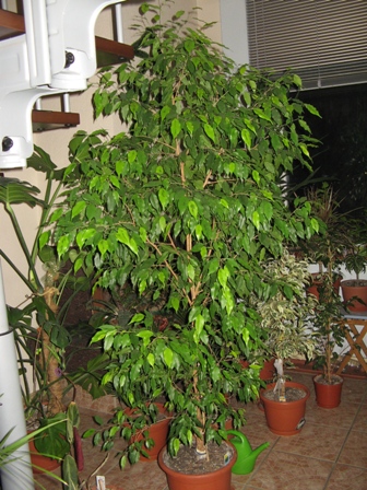 2(Ficus benjamina "" Реждинальд