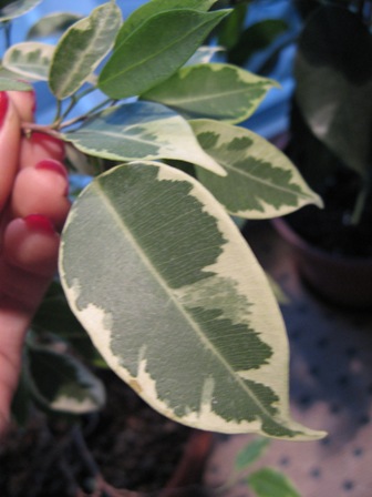 4(Ficus benjamina "" Рианди