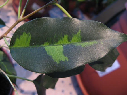 3(Ficus benjamina "" Данилайт