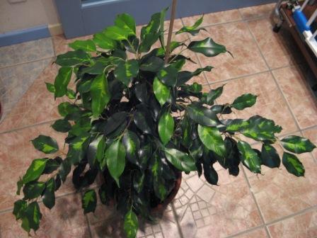 3(Ficus benjamina "" Данилайт