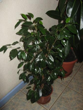 6(Ficus benjamina "" Даниэль