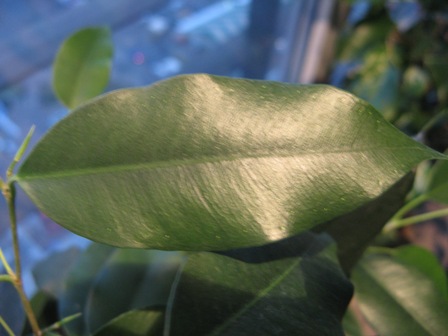 6(Ficus benjamina "" Даниэль