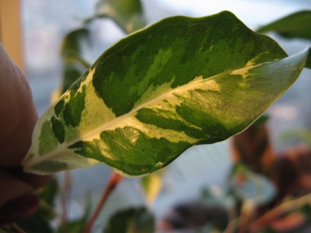 5(Ficus benjamina "" Кёрли