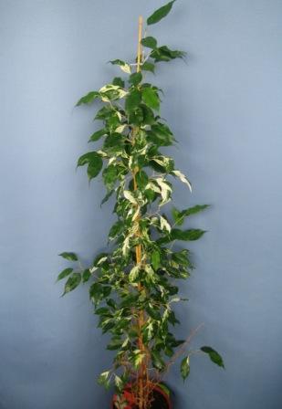 5(Ficus benjamina "" Кёрли