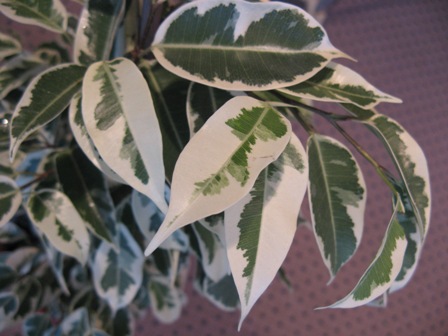 7(Ficus benjamina "") Старлайт