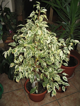 7(Ficus benjamina "") Старлайт