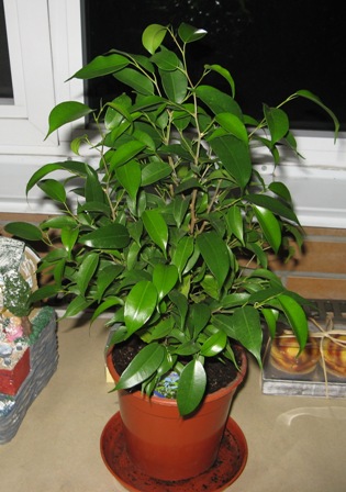 11(Ficus benjamina "Pearls of Living"