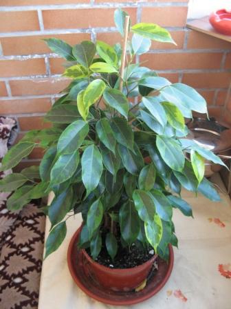 10(Ficus benjamina "Анастасия"