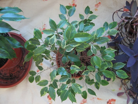 9(Ficus benjamina "Kinky") Кинки