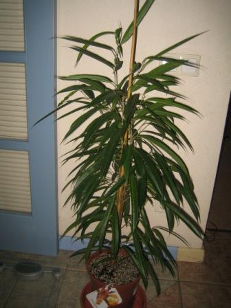 13 (Ficus binnendijkii "Alii"(Али))
