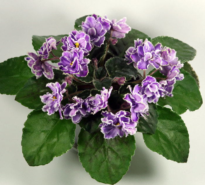 DixieDoris1.jpg