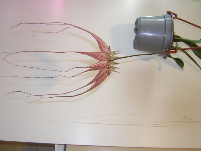 Bulb.Elizabeth Ann