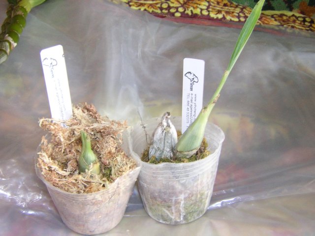 DSCN4227.jpg