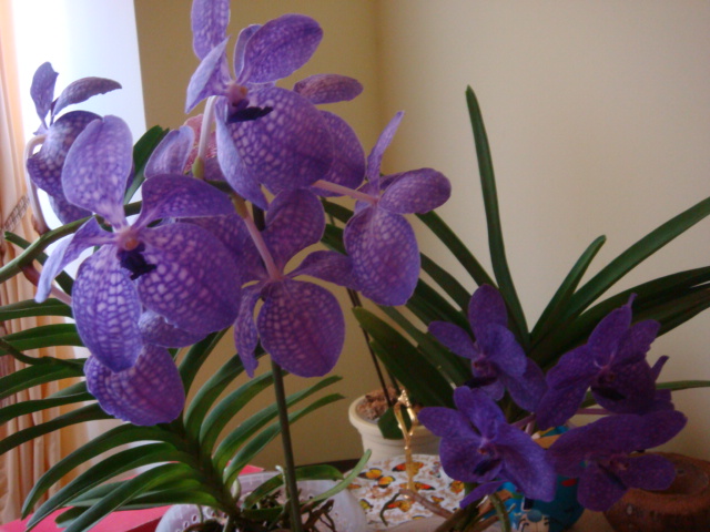 DSC04120.JPG
