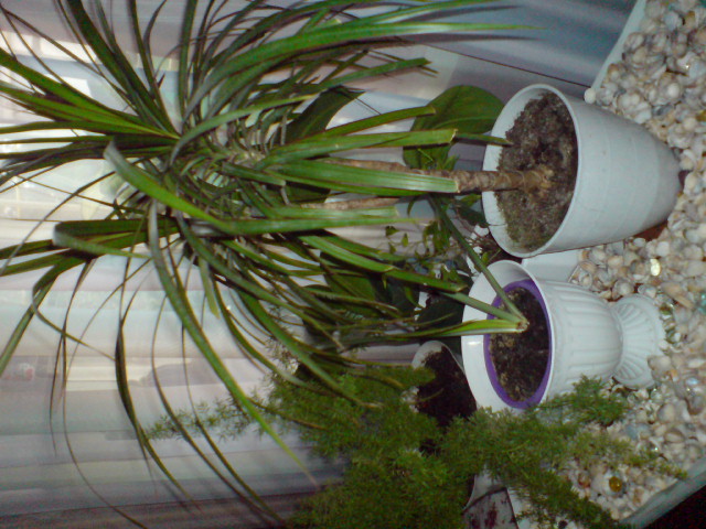 DSCfgfhg00012.JPG