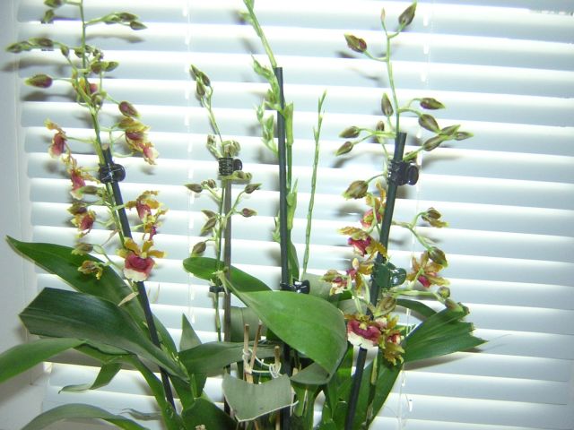 DSCN4294.jpg