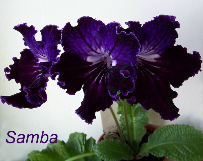 Samba-..jpg