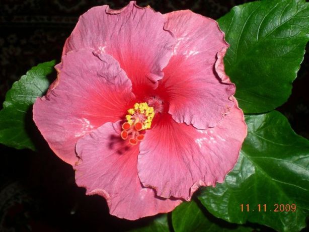 11.11.2009 001.jpg