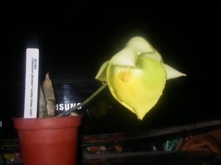 IMGP0041.JPG