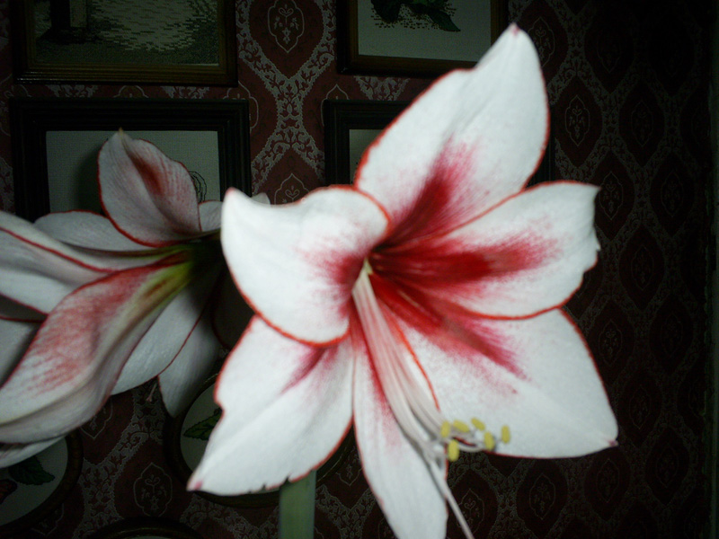 PIC_0013ff.jpg