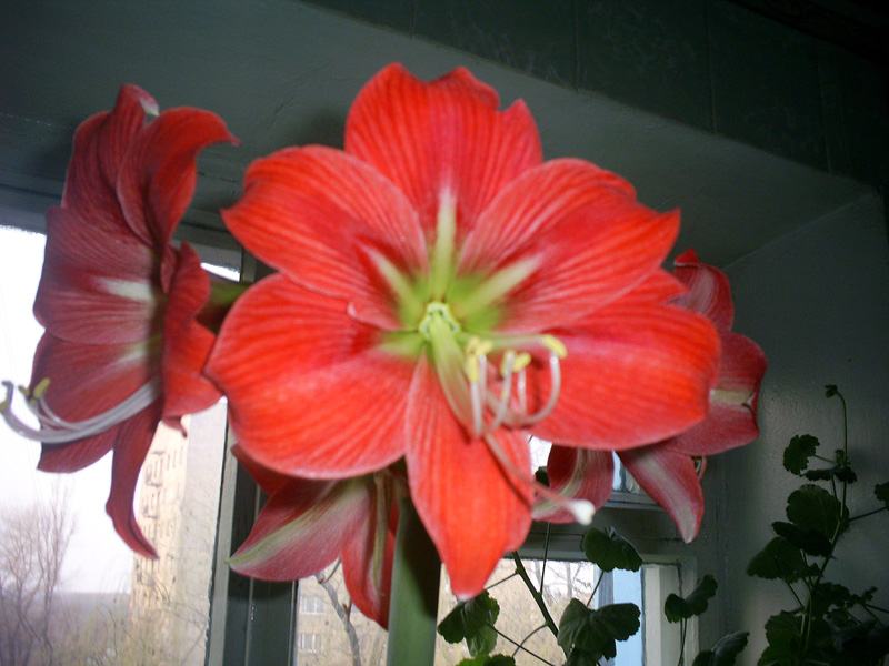 PIC_0123ff.jpg