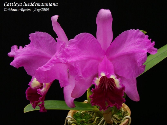 Z 747 C. lueddemanniana (Morena x OK-2) 'No. 1' x C. lueddemanniana dark lip - splash 2 1/2"