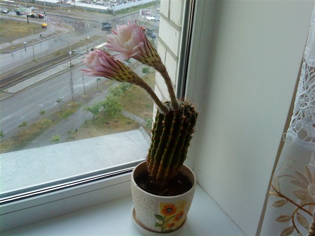 DSC00315.JPG