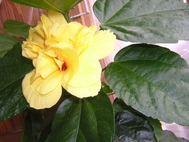 DSCN4345.jpg