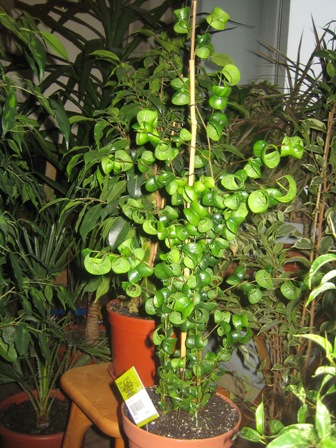 16(Ficus benjamina "Barok") Барок