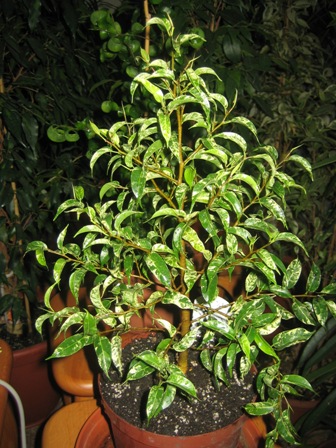 15(Ficus benjamina "Safari") Сафари